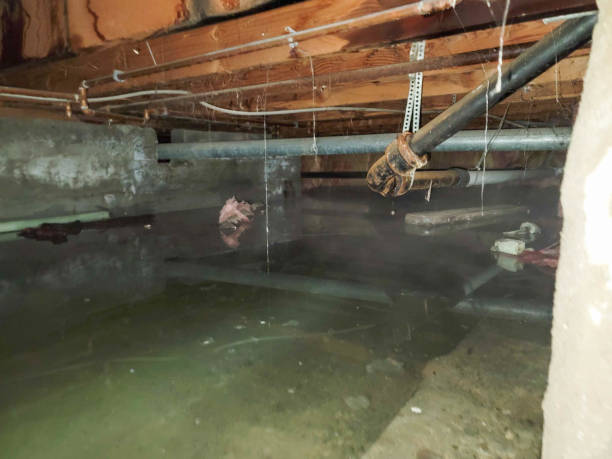Best Carpet water damage restoration  in Caney, KS